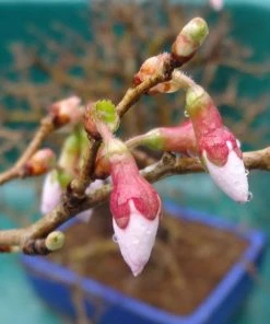 Roots Plants Prunus Kojo-no-mai