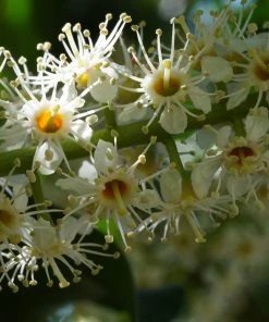 Roots Plants Prunus Lusitanica Angustifolia