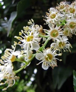 Roots Plants Prunus Lusitanica Angustifolia