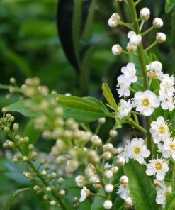 Roots Plants Prunus Lusitanica Angustifolia