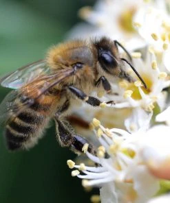 Roots Plants Prunus Lusitanica Angustifolia