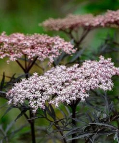 Roots Plants All Shrubs Black Elderberry | Sambucus Black Lace