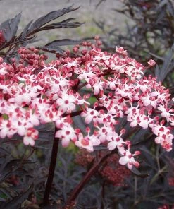 Roots Plants All Shrubs Black Elderberry | Sambucus Black Lace