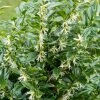 Roots Plants All Shrubs Sweet Box | Sarcococca Confusa