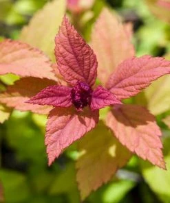 Roots Plants Spiraea Japonica Magic Carpet All Shrubs 9 Roots Plants Spiraea Japonica Magic Carpet All Shrubs