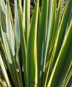 Roots Plants All Shrubs Yucca Gloriosa Variegata