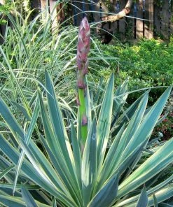 Roots Plants All Shrubs Yucca Gloriosa Variegata