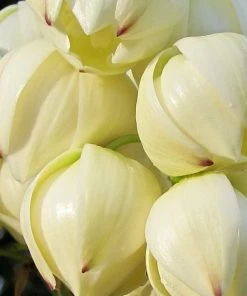 Roots Plants All Shrubs Yucca Gloriosa Variegata