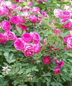 Roots Plants Climbing Rose 'Antike' | 4.5L Pot 7 Roots Plants Climbing Rose 'Antike' | 4.5L Pot