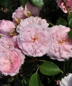 Roots Plants Shrub Rose 'Blush Winterjewel' | 4.5L Pot