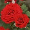 Roots Plants Shrub Rose 'Carmine Vaza' | 4.5L Pot