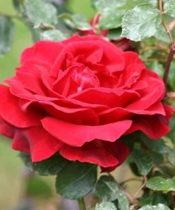 Roots Plants Shrub Rose 'Don Juan' | 4.5L Pot