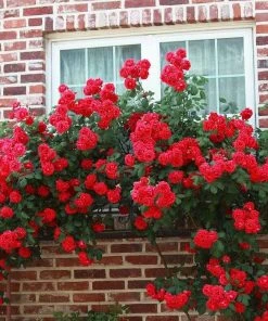 Roots Plants Shrub Rose 'Don Juan' | 4.5L Pot