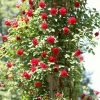 Roots Plants Shrub Rose 'Don Juan' | 4.5L Pot