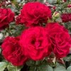 Roots Plants Rose Bushes Shrub Rose 'Draga Frayla®' | 4.5L Pot