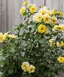 Roots Plants Climbing Rose 'Golden Showers' | 4.5L Pot Rose Bushes