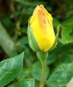 Roots Plants Climbing Rose 'Golden Showers' | 4.5L Pot Rose Bushes