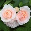 Roots Plants Shrub Rose 'Clair Renaissance®' | 4.5L Pot Rose Bushes