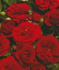 Roots Plants Climbing Rose 'Farruca Courtyard®' | 4.5L Pot