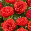 Roots Plants Rose Bushes Climbing Rose 'Liwa Courtyard®' | 4.5L Pot