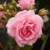 Roots Plants Climbing Rose 'Mamma Mia Courtyard®' | 4.5L Pot Rose Bushes 2 Roots Plants Climbing Rose 'Mamma Mia Courtyard®' | 4.5L Pot Rose Bushes