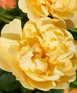 Roots Plants Climbing Rose 'Mapale Courtyard®' | 4.5L Pot Rose Bushes