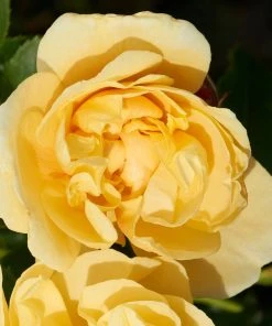 Roots Plants Climbing Rose 'Mapale Courtyard®' | 4.5L Pot Rose Bushes