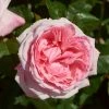 Roots Plants Shrub Rose 'Marlis Renaissance®' | 4.5L Pot 1 Roots Plants Shrub Rose 'Marlis Renaissance®' | 4.5L Pot