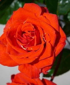 Roots Plants Rose Bushes Shrub Rose 'Odelia Renaissance®' | 4.5L Pot