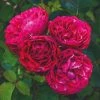 Roots Plants Shrub Rose 'Konstantina Freska®' | 4.5L Pot 2 Roots Plants Shrub Rose 'Konstantina Freska®' | 4.5L Pot