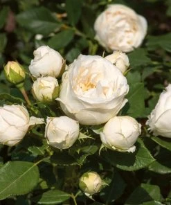 Roots Plants Shrub Rose 'Lenka Frayla®' | 4.5L Pot Rose Bushes
