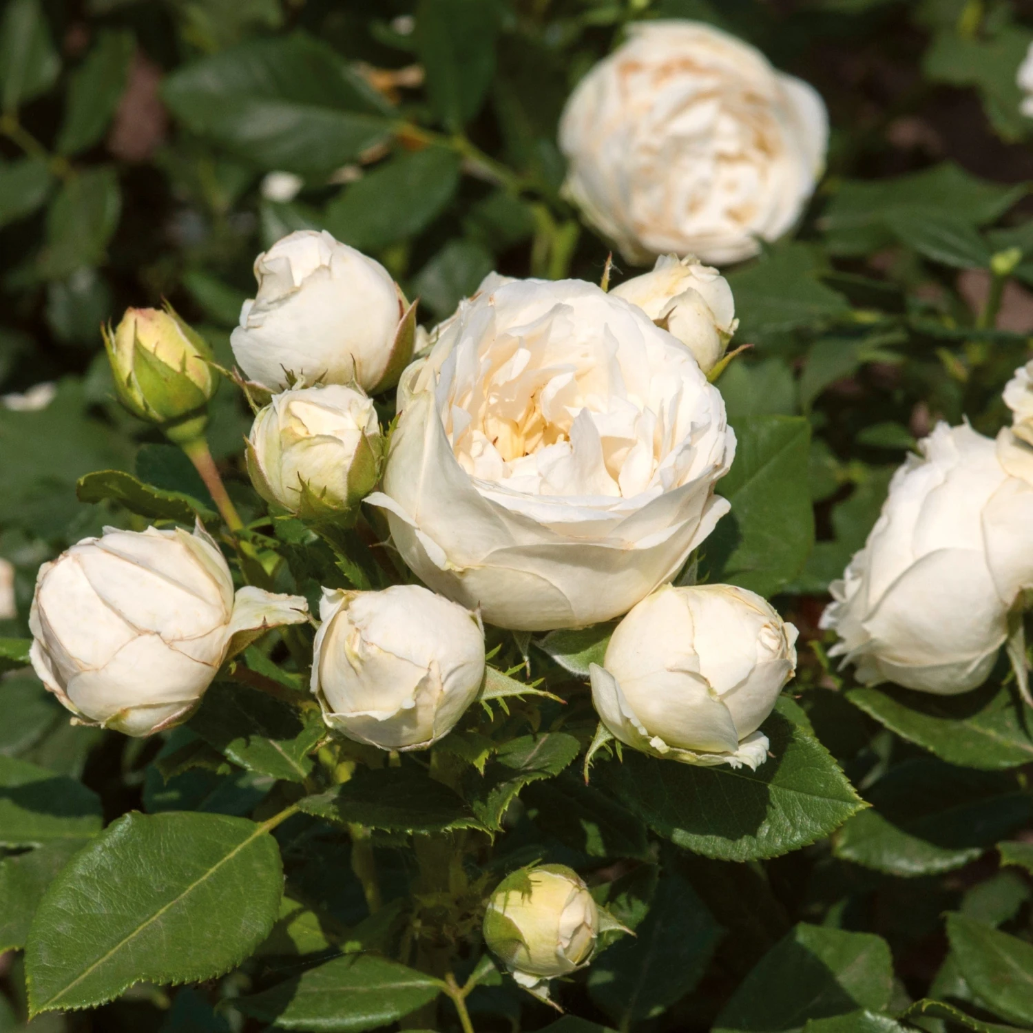Roots Plants Shrub Rose 'Lenka Frayla®' | 4.5L Pot Rose Bushes 3 Roots Plants Shrub Rose 'Lenka Frayla®' | 4.5L Pot Rose Bushes