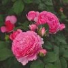 Roots Plants Rose Bushes Shrub Rose 'Mileva Frayla®' | 4.5L Pot 1 Roots Plants Rose Bushes Shrub Rose 'Mileva Frayla®' | 4.5L Pot
