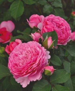 Roots Plants Rose Bushes Shrub Rose 'Mileva Frayla®' | 4.5L Pot