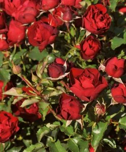Roots Plants Shrub Rose 'Morava Reka®' | 4.5L Pot