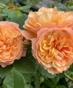 Roots Plants Shrub Rose 'Natalija Frayla®' | 4.5L Pot