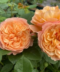 Roots Plants Shrub Rose 'Natalija Frayla®' | 4.5L Pot