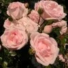 Roots Plants Climbing Rose 'New Dawn' | 4.5L Pot Rose Bushes