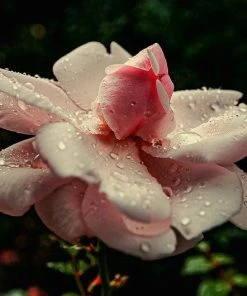 Roots Plants Climbing Rose 'New Dawn' | 4.5L Pot Rose Bushes