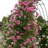Roots Plants Rose Bushes Climbing Rose 'Parade' | 4.5L Pot