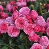 Roots Plants Shrub Rose 'Pink Vaza®' | 4.5L Pot