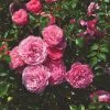 Roots Plants Rose Bushes Shrub Rose 'Punch Pixie®' | 4.5L Pot 1 Roots Plants Rose Bushes Shrub Rose 'Punch Pixie®' | 4.5L Pot