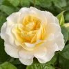 Roots Plants Shrub Rose 'Tisa Reka®' | 4.5L Pot