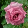 Roots Plants Climbing Rose 'Violette Perfume' | 4.5L Pot Rose Bushes