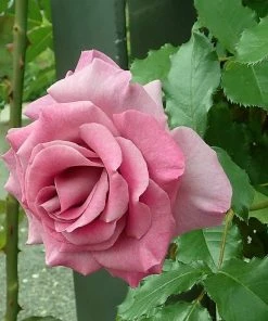 Roots Plants Climbing Rose 'Violette Perfume' | 4.5L Pot Rose Bushes 8 Roots Plants Climbing Rose 'Violette Perfume' | 4.5L Pot Rose Bushes