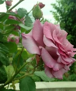 Roots Plants Climbing Rose 'Violette Perfume' | 4.5L Pot Rose Bushes 9 Roots Plants Climbing Rose 'Violette Perfume' | 4.5L Pot Rose Bushes