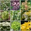 Roots Plants Hydrangea Best Shrubs For Borders