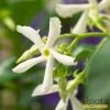 Roots Plants Star Jasmine | Trachelospermum 'Jasminoides' | On A 90cm Cane In A 3L Pot