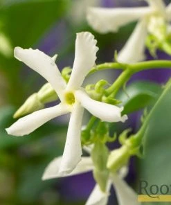 Roots Plants Star Jasmine | Trachelospermum 'Jasminoides' | On A 90cm Cane In A 3L Pot