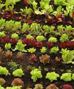 Roots Plants 10 Organic 'Lollo Biondi' Lettuce Plants